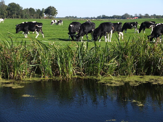 Cows grazing lakeshore
